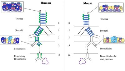 FGF Signaling in Lung Development and Disease: Human Versus Mouse